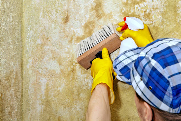 Professional Mold Removal in Piedmont, SD